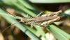 Chorthippus sp.